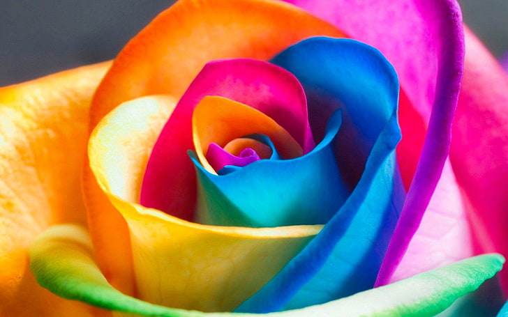multicolored rose, Flowers, Rose, Blue, Colorful, Flower, Pink, Yellow, HD wallpaper