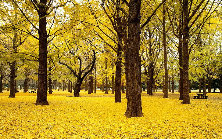 gelbblättrige Bäume Tapete, grüne Laubbäume Landschaftsfotografie, Natur, Herbst, Bäume, natürliches Licht, Wald, Blätter, HD-Hintergrundbild