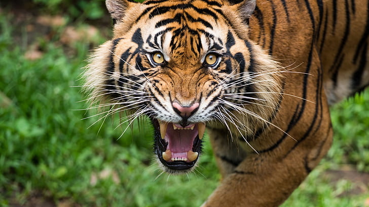 große Katzen, Tiere, Tiger, Zähne, HD-Hintergrundbild