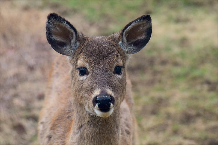 brown deer, deer, muzzle, ears, look, HD wallpaper