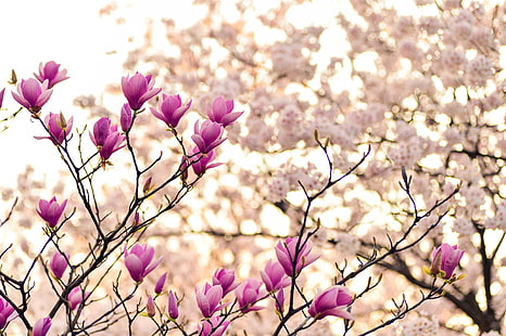 branches, magnolia, blossom, flowers, plant, spring, HD wallpaper HD wallpaper