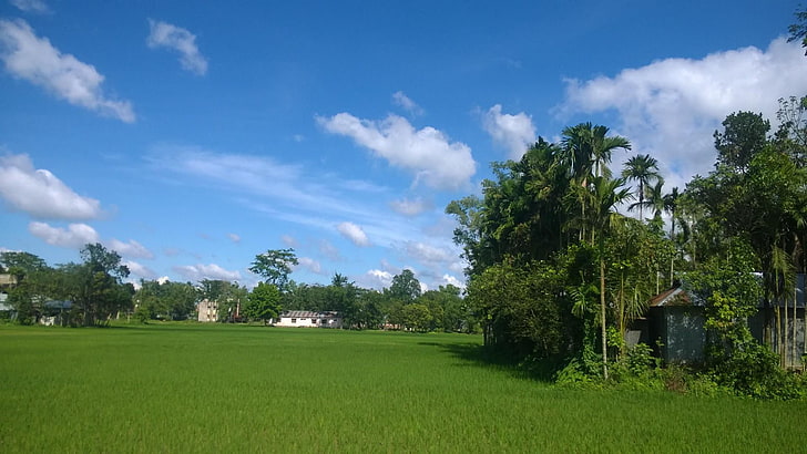 natura, villaggio, purbodhala, bangladesh, Sfondo HD