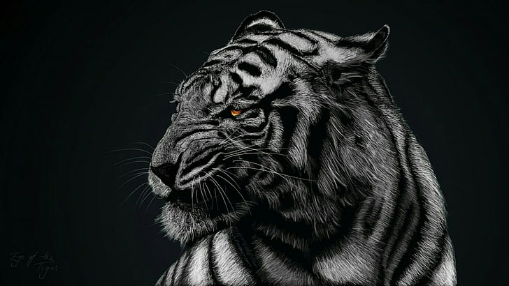 Tygrys, dzikiej przyrody, czarno-biały, ssak, Monochromatyczna fotografia, głowa, wąsy, duży kot, fotografia, pysk, monochromatyczny, naziemne zwierzę, Tapety HD