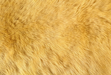 żółte futro, tekstura, puch, futro, tekstura zwierząt, tło pulpitu, Tapety HD HD wallpaper