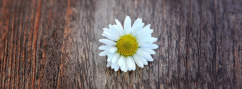 Eine Blume auf einem Holztisch, weiße und gelbe Gänseblümchenblume, Weinlese, Blume, Weiß, Holz, Abschluss, Gänseblümchen, Blüte, Stillleben, spitze Blume, HD-Hintergrundbild HD wallpaper