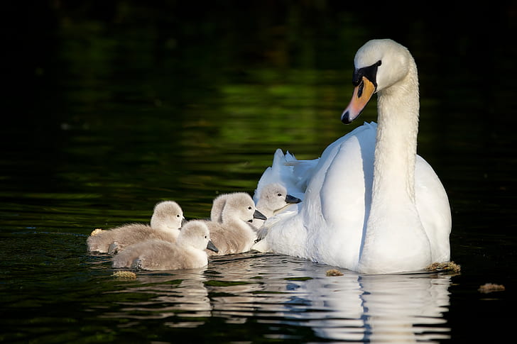 swans, Chicks, motherhood, the Lebeda, HD wallpaper