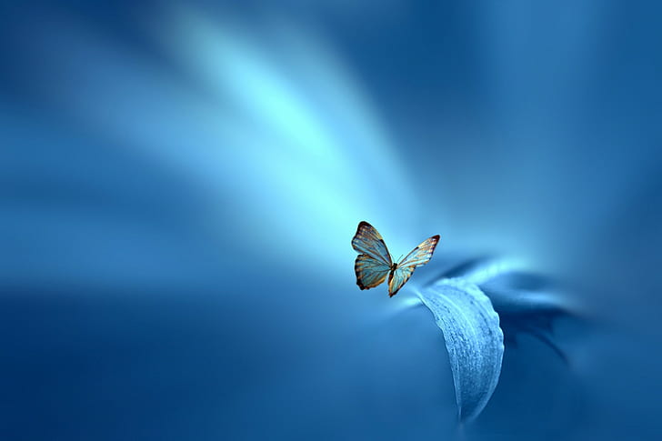 Бабочка, Хосеп Сумалла, коричнево-голубая бабочка, цветок, фон, бабочка, синий, лист, стиль, Хосеп Сумалла, HD обои