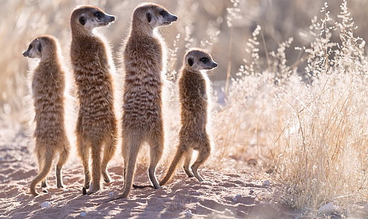 nature, background, meerkats, HD wallpaper HD wallpaper