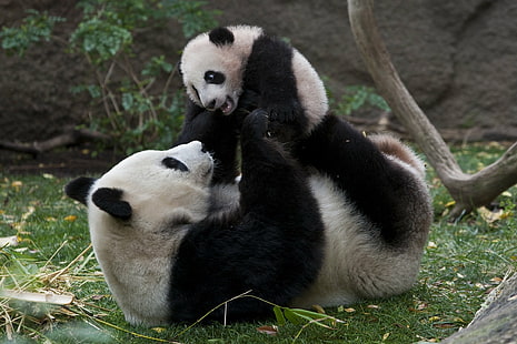 bébé, baer, ours, mignon, panda, pandas, Fond d'écran HD HD wallpaper