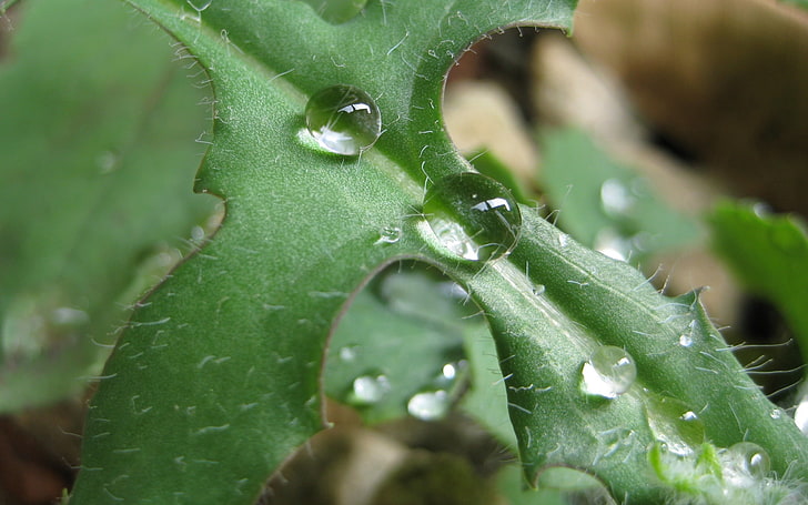 macro photography of water droplets during daytime, water drops, leaves, macro, plants, HD wallpaper