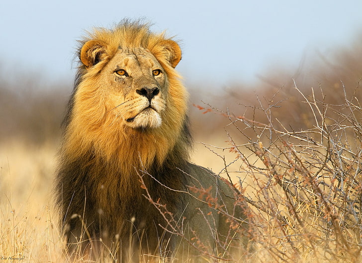 Lion, Leo, Africa, the bushes, HD wallpaper | Wallpaperbetter