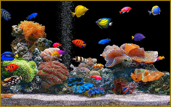 Aquarium beau fond d'écran, Fond d'écran HD