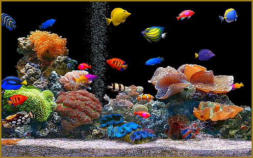 aquarium beautiful backgrounds desktop, HD wallpaper HD wallpaper