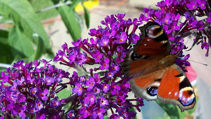 Mariposa Poso Sobre La Flor, sobre, posando, mariposa, La Flor, 3d und Zusammenfassung, HD-Hintergrundbild