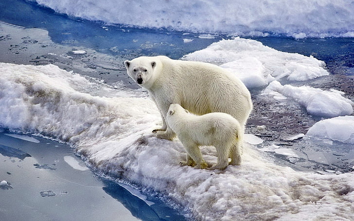niedźwiedź polarny z młodym, niedźwiedź, niedźwiedź polarny, rodzina, niemowlę, śnieg, lód, ocean, spacer, Tapety HD