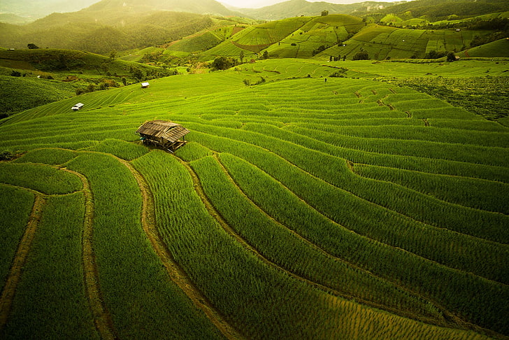 поле, сам, ферма, оризов рид, природа, пейзаж, къща, Тайланд, хълмове, HD тапет