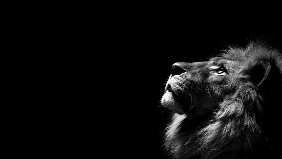 สิงโตสิงโตพื้นหลังเรียบง่ายเรียบง่ายขาวดำสัตว์, วอลล์เปเปอร์ HD HD wallpaper