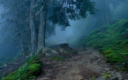 zielone drzewa liściaste, przyroda, krajobraz, mgła, ścieżka, las, trawa, drzewa, wzgórza, Tapety HD HD wallpaper