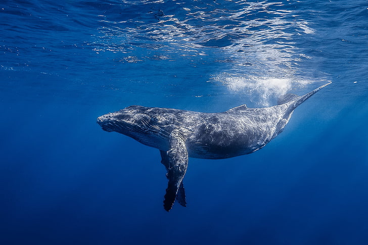 black whale, humpback whale, humpback whale long-armed, ocean, water, light, HD wallpaper