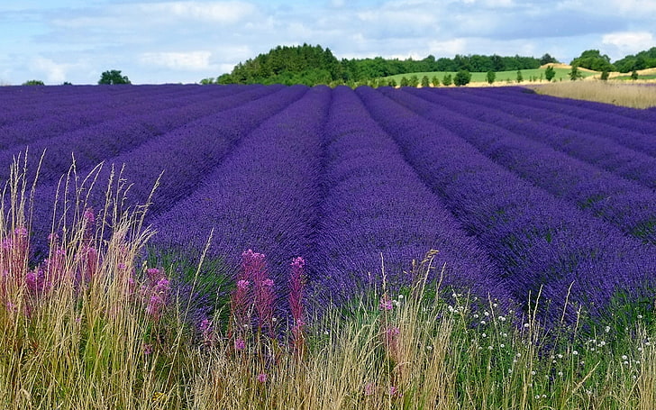 фиолетовое поле цветов, пейзаж, поле, цветы, лаванда, фиолетовые цветы, растения, HD обои