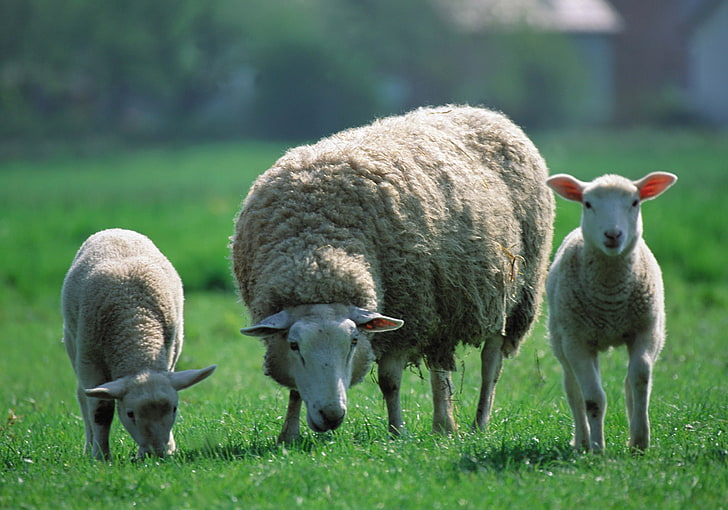 three brown rams, sheep, children, three, pasture, HD wallpaper
