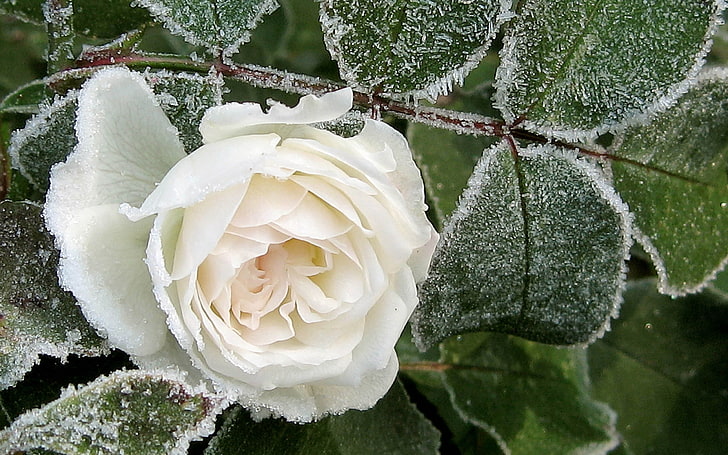 white rose flower, rose, bud, white, hoarfrost, snow, frost, winter, HD wallpaper
