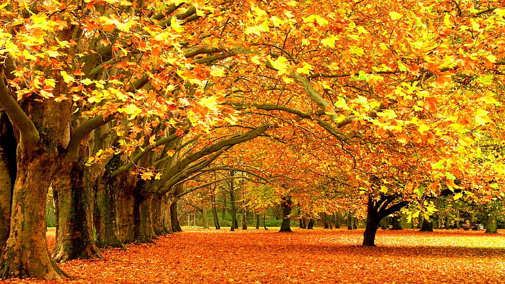 yellow leafed maple tree, brown leaf trees wallpaper, fall, nature, yellow, leaves, seasons, trees, HD wallpaper