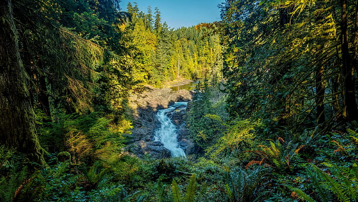 숲, 강, 밴쿠버 섬, 브리티시 컬럼비아, 캐나다, HD 배경 화면