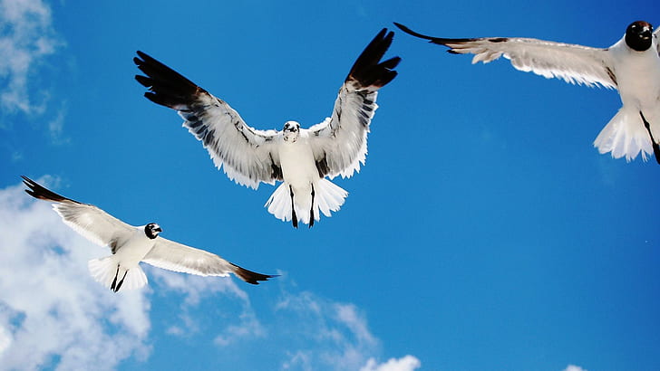 Seagals Birds Sky Flying, morskie, ptaki, latające, zwierzęta, Tapety HD