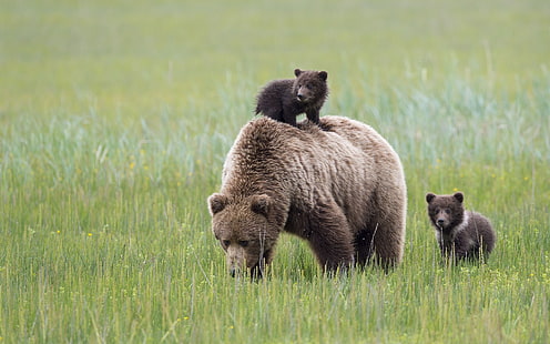 brown grizzly bear and cubs, bears, Alaska, meadow, bear, motherhood, Lake Clark National Park, HD wallpaper HD wallpaper