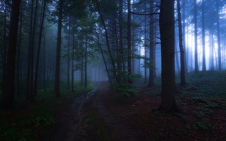 природа, вечер, мъгла, гора, пътека, пейзаж, дървета, тъмно, HD тапет