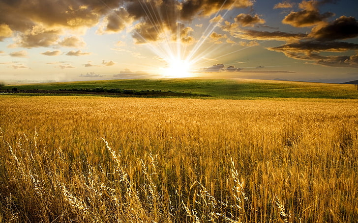 hierba marrón, trigo, campo, sol, naturaleza, colinas, paisajes, valle, espigas, campos de trigo, Fondo de pantalla HD