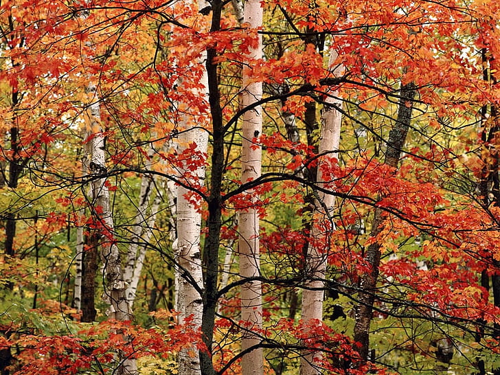 maple leaf beauty autumn colours forest trees HD, nature, forest, autumn colours, maple trees, HD wallpaper