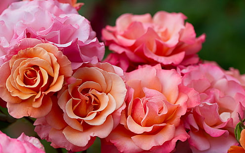 Fotografia de macro de flores rosa rosa, rosa, rosa, flores, macro, fotografia, HD papel de parede HD wallpaper