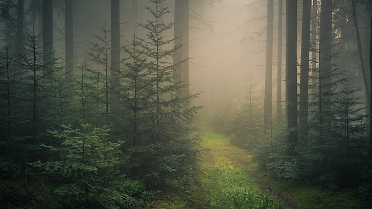 black forest, baden-wurttemberg, baden wurttemberg, germany, forest, europe, fog, foggy, forest path, path, HD wallpaper