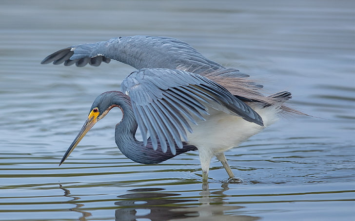Bird Great Blue Heron Are Fed With Shrimp Crabs Water Insects Rodents And Other Small Mammals Amphibians Reptiles Photo Wallpapers Hd 3840×2400, HD wallpaper