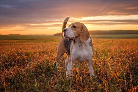 pole, zachód słońca, pies, Beagle, Tapety HD HD wallpaper