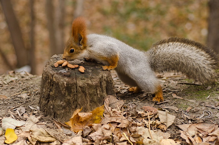 gray and brown squirrel, squirrel, nuts, autumn, leaves, tree stump, HD wallpaper