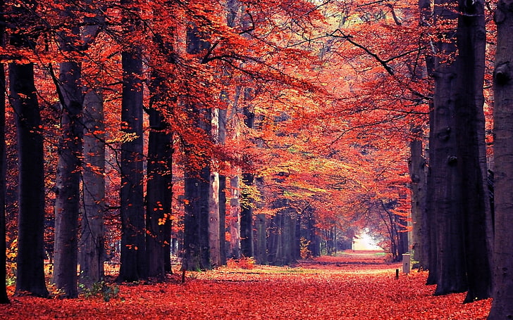 nature, landscape, fall, leaves, path, trees, park, tunnel, red, HD wallpaper