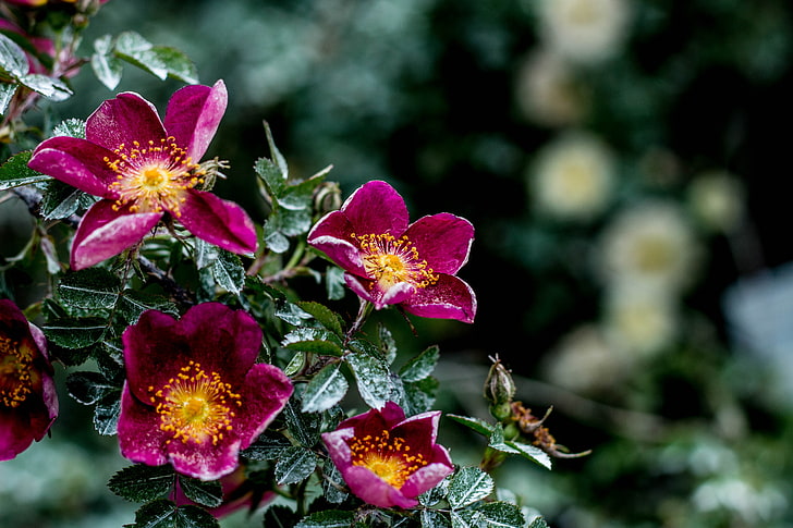rosa Turnschuh, Blumen, Busch, Feuchtigkeit, HD-Hintergrundbild