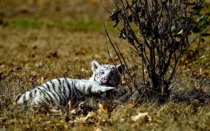 White Tiger Cub, tigre, salvaje, blanco, animales, Fondo de pantalla HD