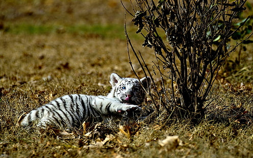 White Tiger Cub, tigre, salvaje, blanco, animales, Fondo de pantalla HD HD wallpaper