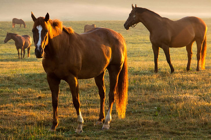 cinco cavalos marrons, cavalo, luz da manhã, cinco, marrom, cavalos cavalos, cavalo, natureza, fazenda, prado, ao ar livre, pasto, rural Cena, grama, mamífero, égua, HD papel de parede