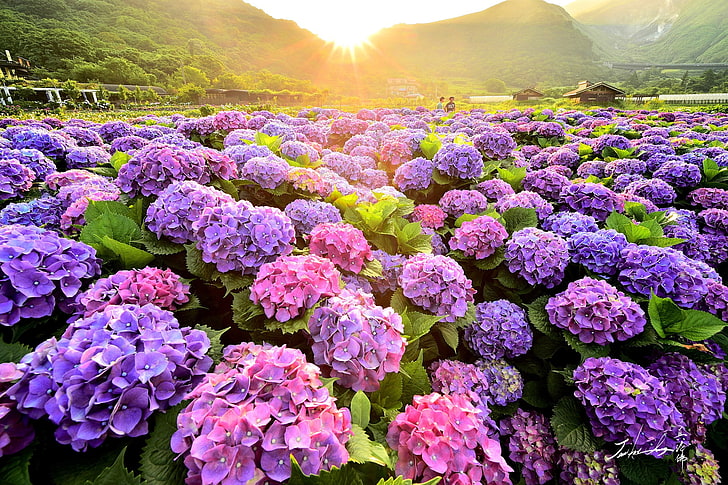 rosa und lila Blüten, Feld, Sommer, Natur, die Büsche, blühen, Hortensie, HD-Hintergrundbild