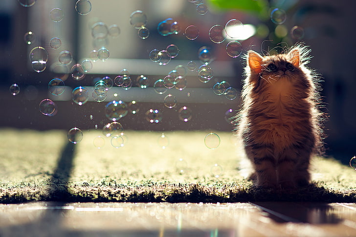gray and black kitten, cat, bubbles, Daisy, © Ben Torode, soap, HD wallpaper