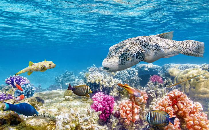 Bunter Ozean der Riff-Weltfisch-Seewelt Unterwasser, Riff, Welt, Fisch, Seewelt, Ozean, Unterwasser, HD-Hintergrundbild
