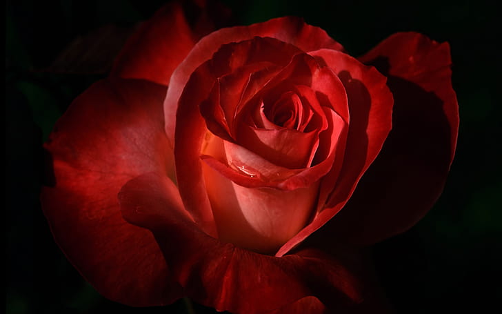 Червена роза 2, роза, HD тапет