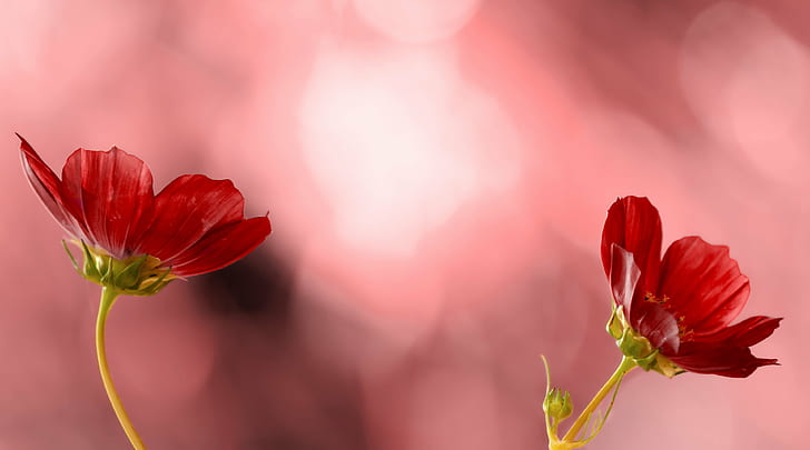 fotografi fokus selektif dari bunga petaled merah, fokus selektif, fotografi, merah, bunga, bulu, alam, Wallpaper HD