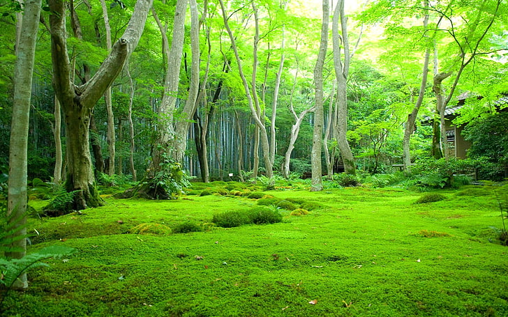 자연의 숲 속의 아름다운 마을, HD 배경 화면