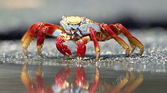 crabe rouge et brun, nature, profondeur de champ, macro, gros plan, crabes, mer, sable, réflexion, griffes, Fond d'écran HD HD wallpaper